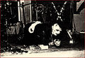 Vignette pour la version du 1 août 2011 à 19:42